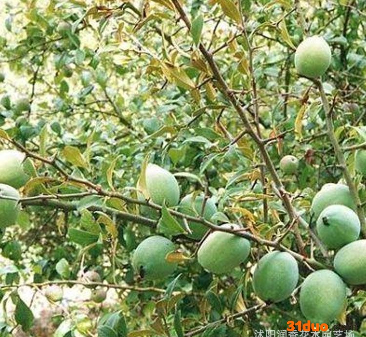 木瓜苗 木瓜树苗 镇宅之宝 气味芳香南方种植