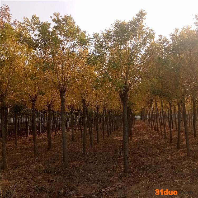 森泰苗木 风景黄金槐树 销售黄金槐树苗 森泰苗木