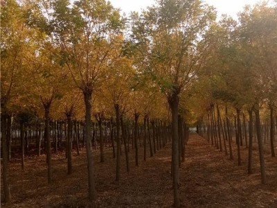 森泰苗木 风景黄金槐树 销售黄金槐树苗 森泰苗木