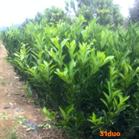 供应广西水果苗木大中小桂林果树苗 柚子苗