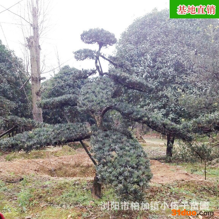 **罗汉松造型树 绿化树苗 成活率高园林工程绿化树造型美观