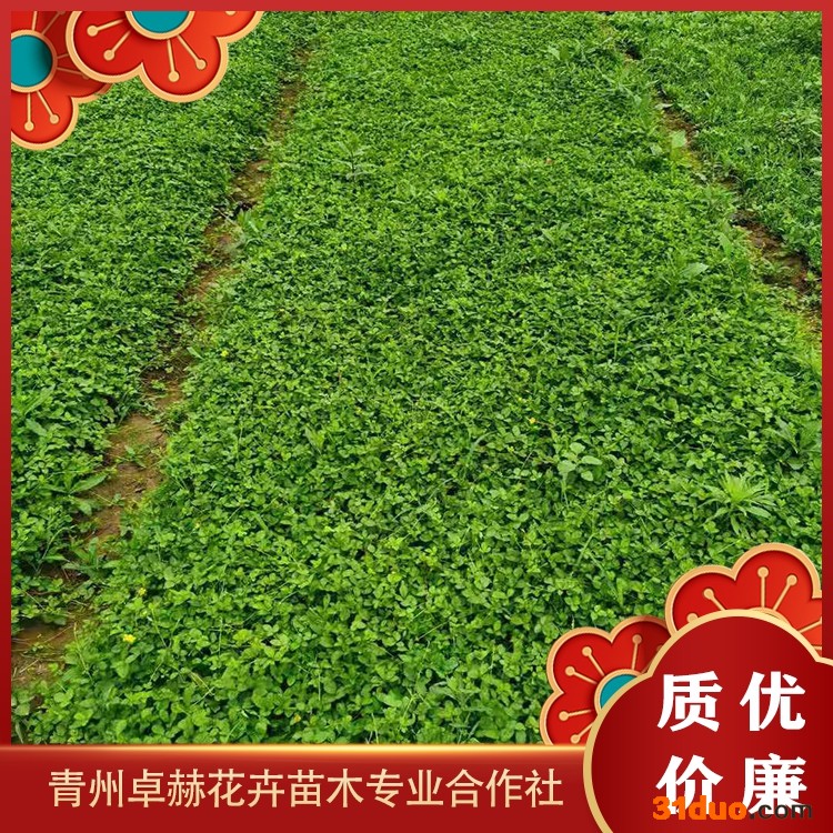 卓赫 供应蛇莓 蛇莓价格 蛇莓基地 宿根花卉销售