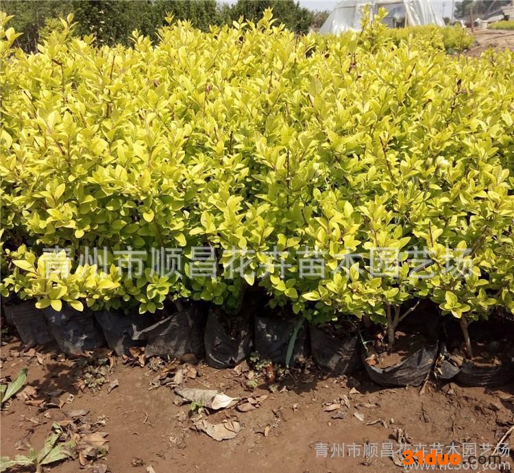 绿化苗木基地 绿篱 金叶女贞  草花 宿根花卉