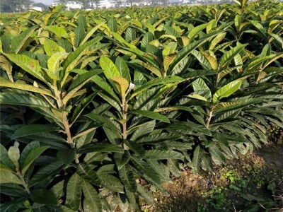 一年生白沙枇杷苗琵琶树苗白玉枇杷树苗嫁接果树苗白荔枝枇杷苗