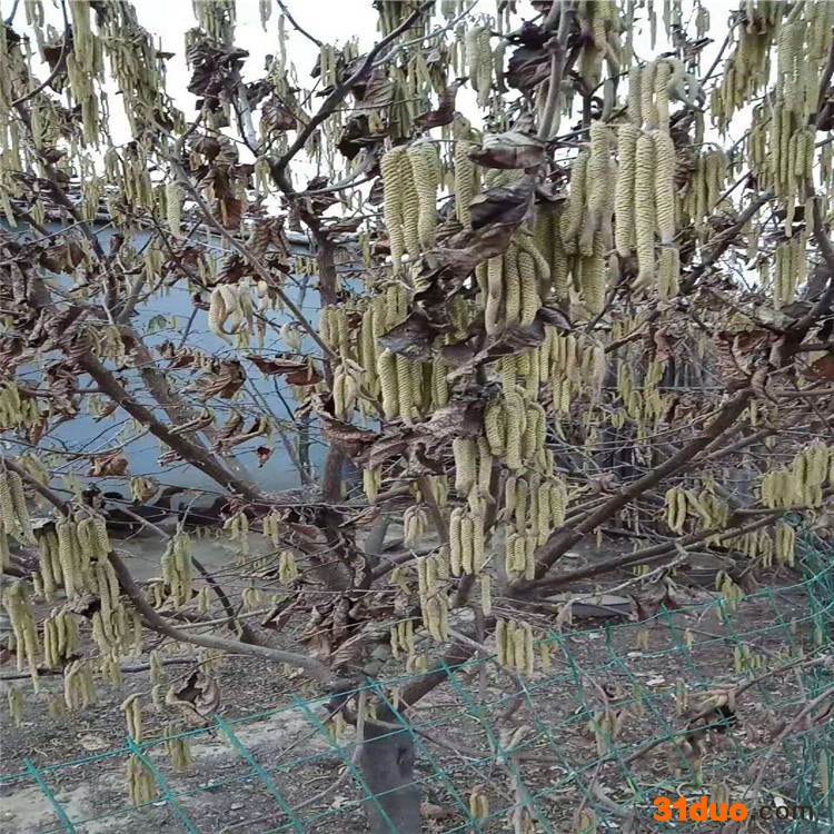 南宁110榛子树苗 大果榛子树苗一棵树苗 山东凯越