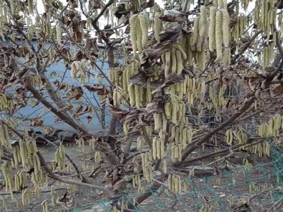 南宁110榛子树苗 大果榛子树苗一棵树苗 山东凯越