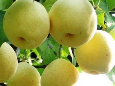 梨树苗 梨苗 大型梨树苗基地 泰安方园苗木 **梨树苗批发 **价廉 欢迎选购