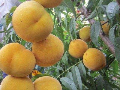 河北桃树苗基地夏甜桃树苗口感