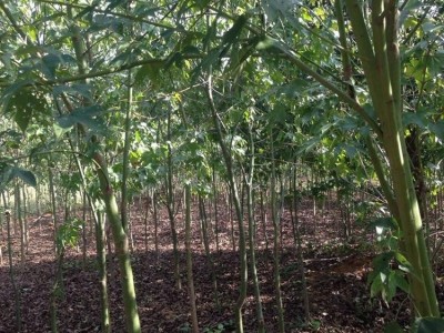 基地直销 青枫树苗 价格表量大从优