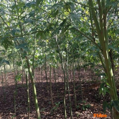 基地直销 青枫树苗 价格表量大从优