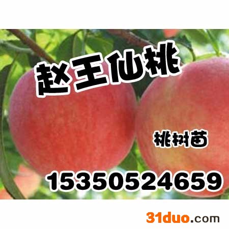 邯郸果树苗价格_赵王仙桃_梨树苗