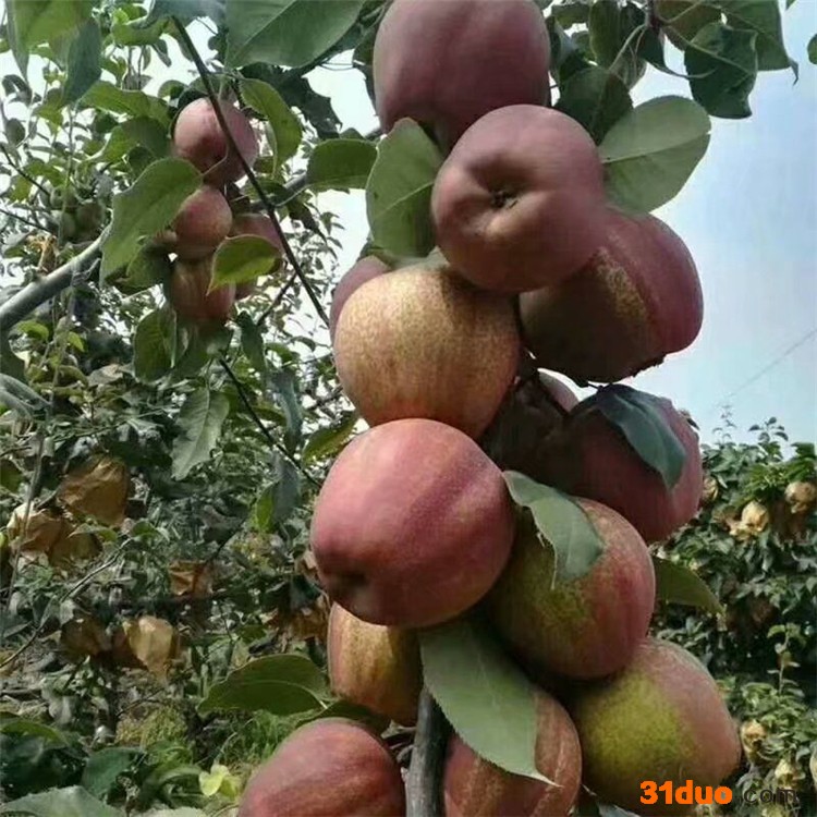桐辉  苗圃批发出售梨树苗个大脆产量高成活高甜圆脆甜