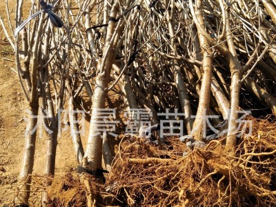 樱桃苗 美国车厘子 宾莹 果树苗 大樱桃树苗 矮化盆栽樱桃苗