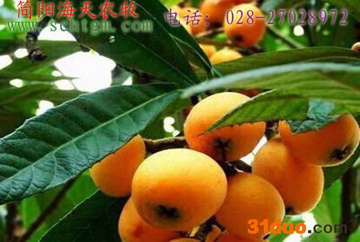 枇杷树苗出售 嫁接枇杷树苗 批发枇杷树苗