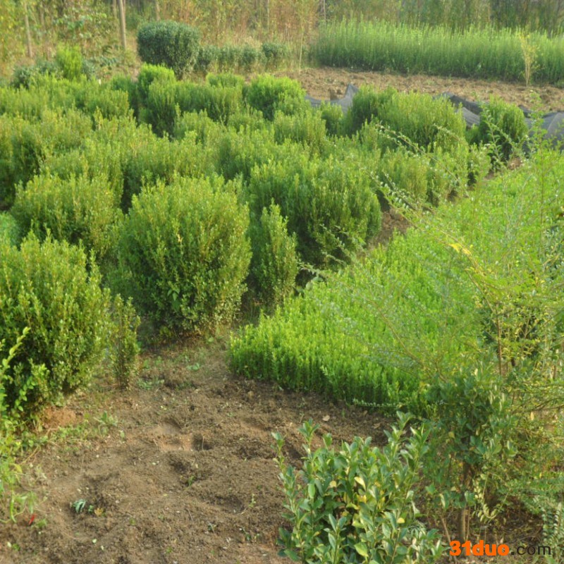 黄杨苗 北海道黄杨树苗 黄杨小苗 冬青小苗 园林绿化规格齐全