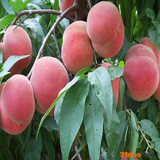 桃苗 桃树苗 桃苗批发 泰安春瑞园艺场 基地供应 高成活率 量大从优 欢迎选购