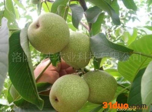 河洛农丰，强特勒核桃苗，核桃树苗