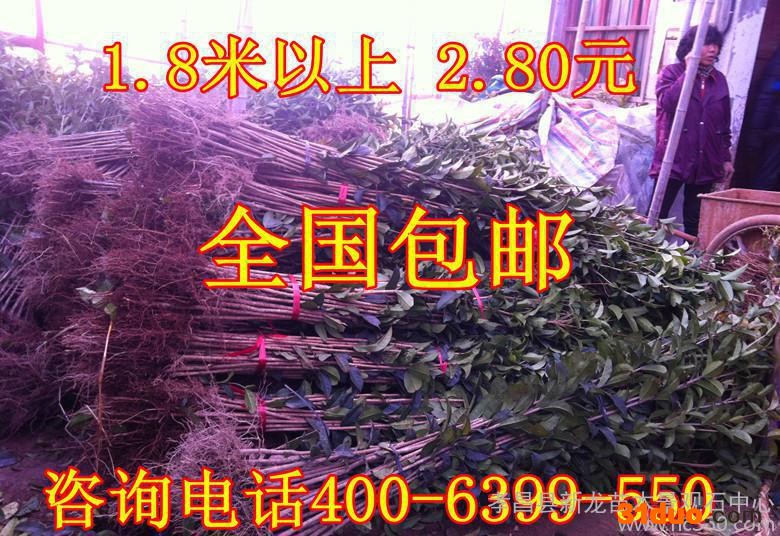 **1米高**桂花树苗 独杆 价格低 成活率高