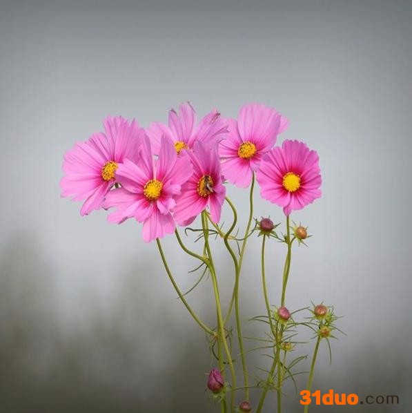 波斯菊种子 格桑花种子批发 格桑花种子颜色齐全 花海打造花卉效果好 年销售3000吨 花卉种子可货到付款