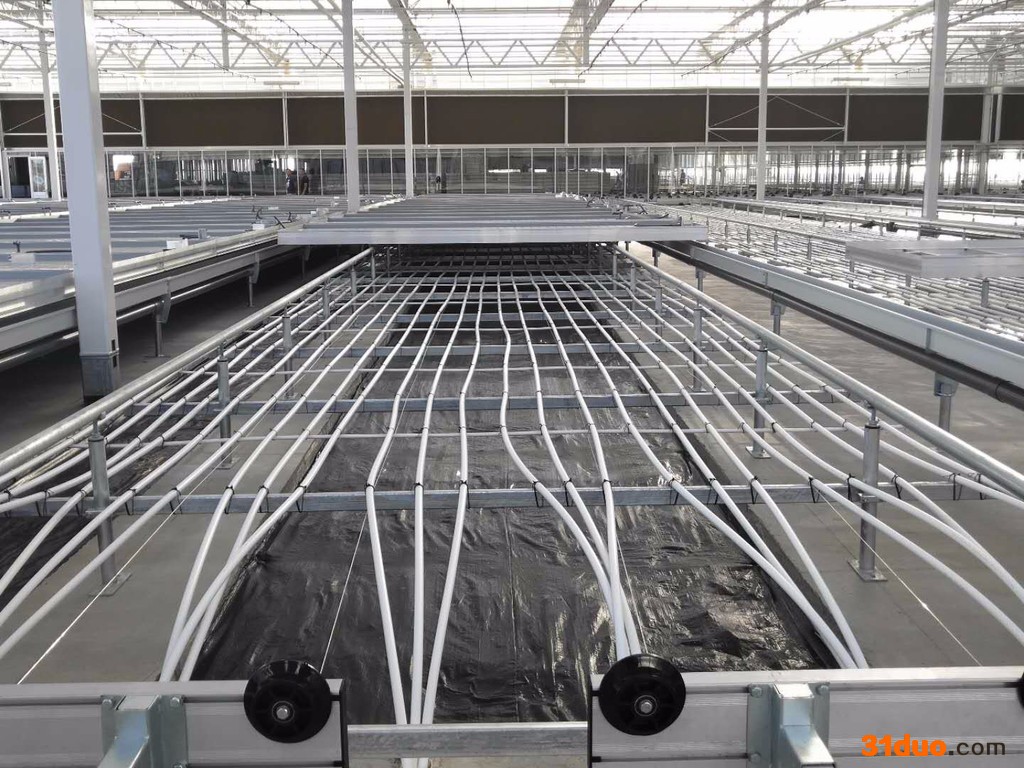 天程标准 苗床育苗花卉