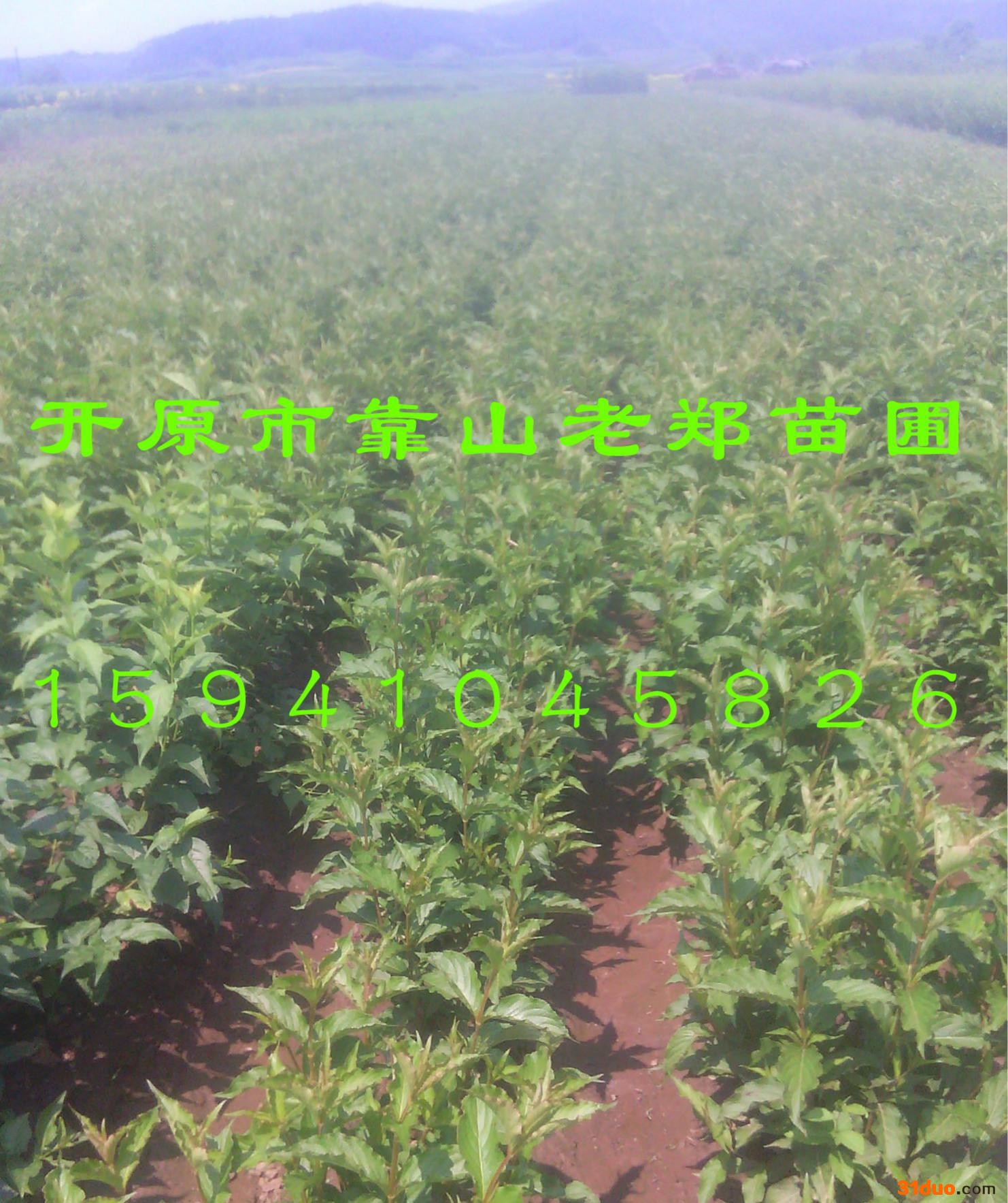现货【红王子锦带小苗】价格合理 红王子工程花卉 锦带花小苗