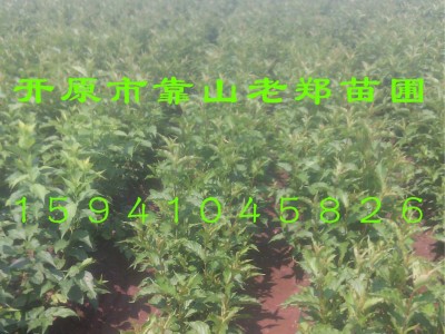 现货【红王子锦带小苗】价格合理 红王子工程花卉 锦带花小苗