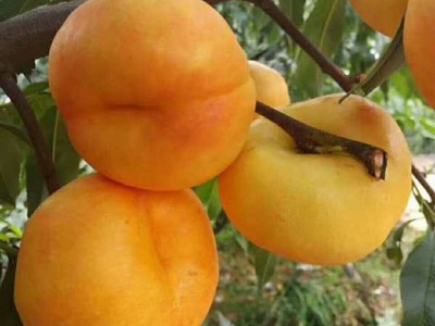 供应桃苗 春雪桃树苗 突围桃树苗 多年种植经验 欢迎来电