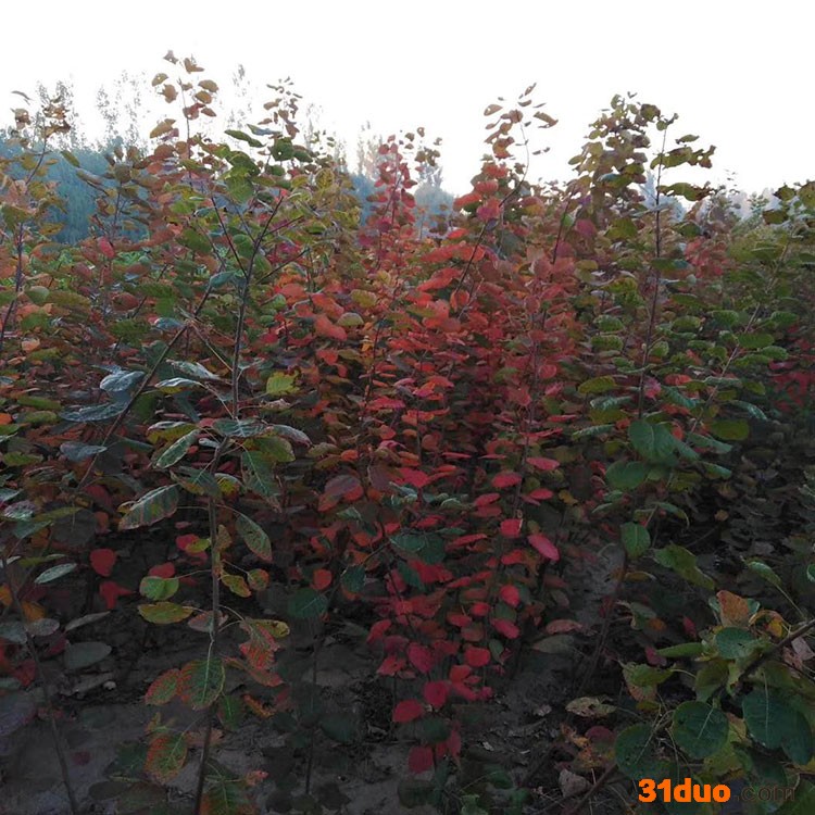 红栌苗价格苗圃出售绿化专用红栌苗黄栌树苗报价根系发达成活率高