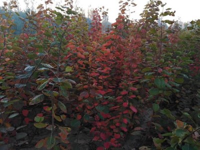 红栌苗价格苗圃出售绿化专用红栌苗黄栌树苗报价根系发达成活率高