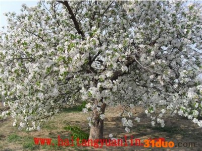 供应热卖海棠树20公分-30公分树苗