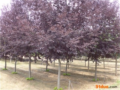 北京宝山彩叶园林  加拿大红缨  树苗