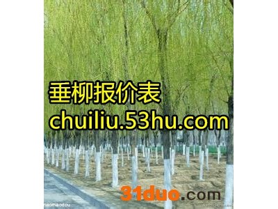 垂柳树苗批发