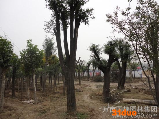 供应速生国槐树苗白蜡法桐1-2-3-5年国槐树苗