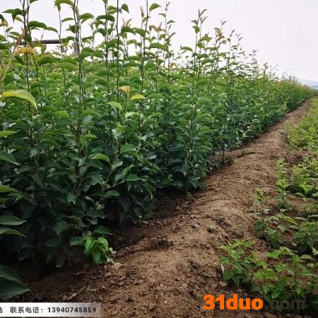 苹果梨苗 辽宁苹果梨树苗价格