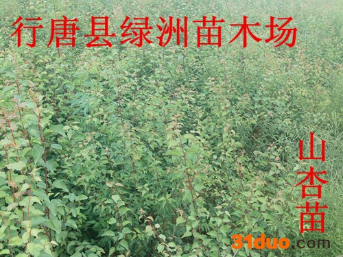 出售山杏苗 出售杏树苗价格