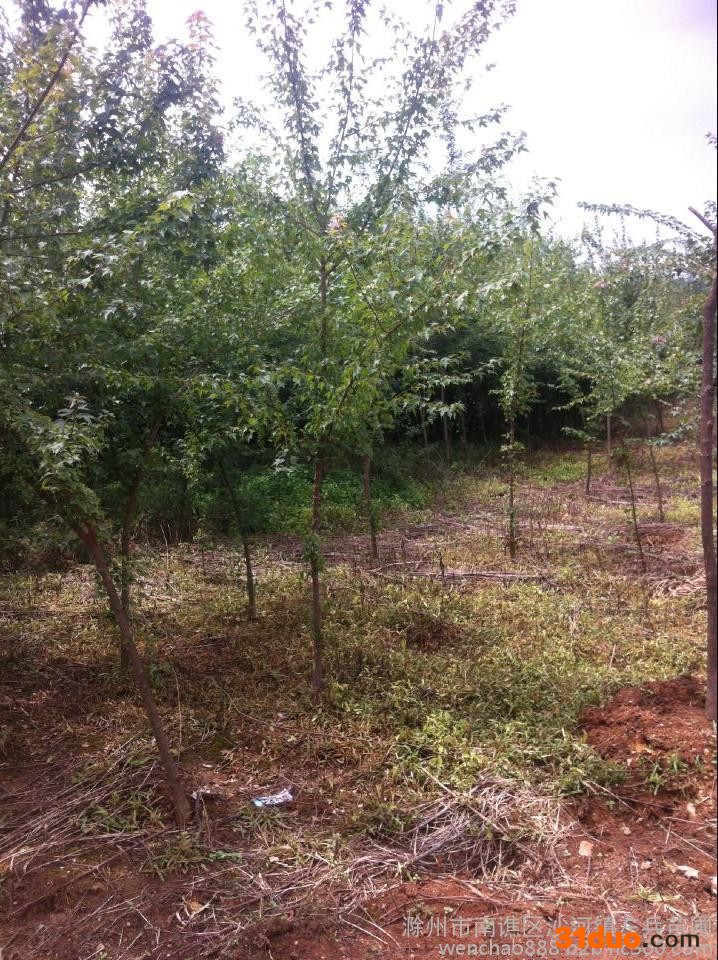 树苗，三角枫，各种绿化苗木，三角枫价格 欢迎询价