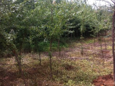 树苗，三角枫，各种绿化苗木，三角枫价格 欢迎询价