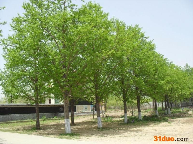 江苏银杏树批发销售树苗厂家