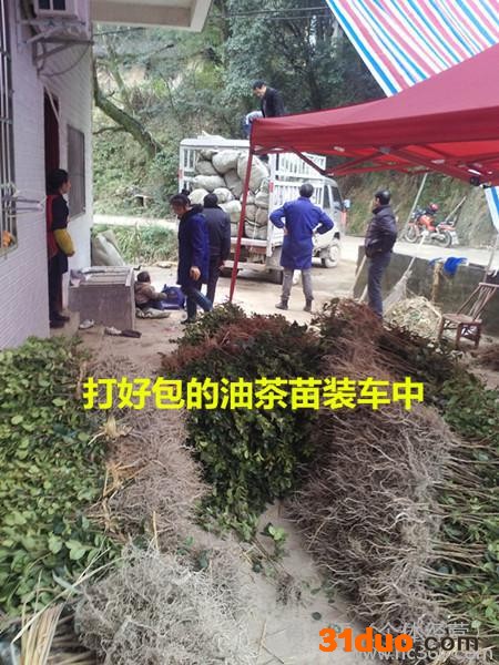 油茶苗油茶树苗高产嫁接油茶苗山茶油苗茶油树苗中国油茶之乡