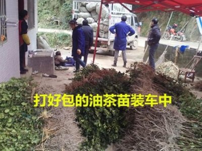 油茶苗油茶树苗高产嫁接油茶苗山茶油苗茶油树苗中国油茶之乡