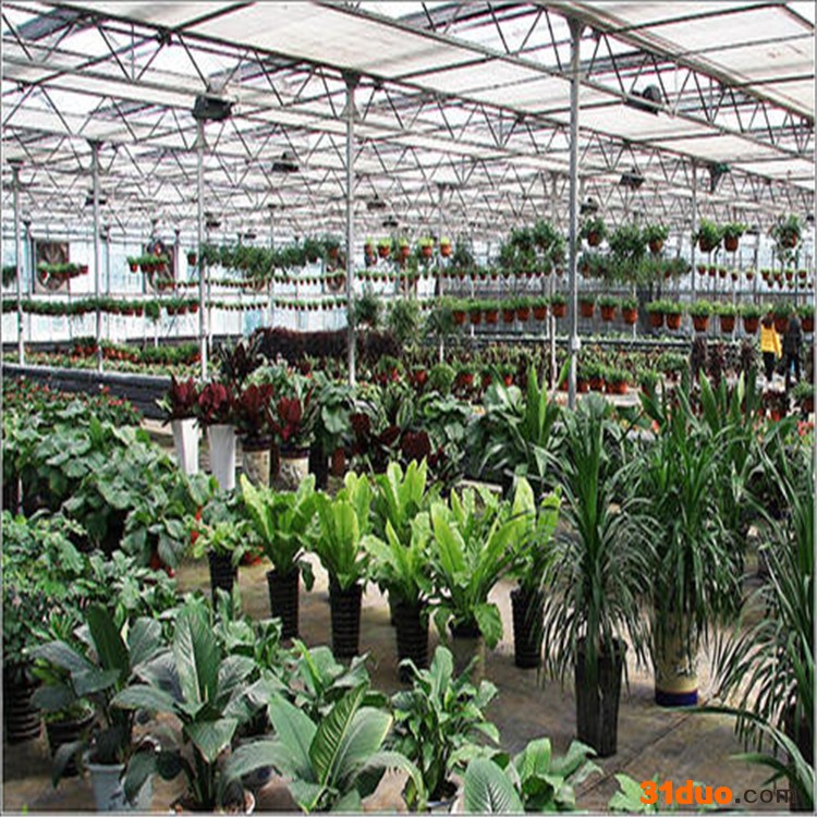 观光大棚设计 临沂花卉温室大棚 旭航