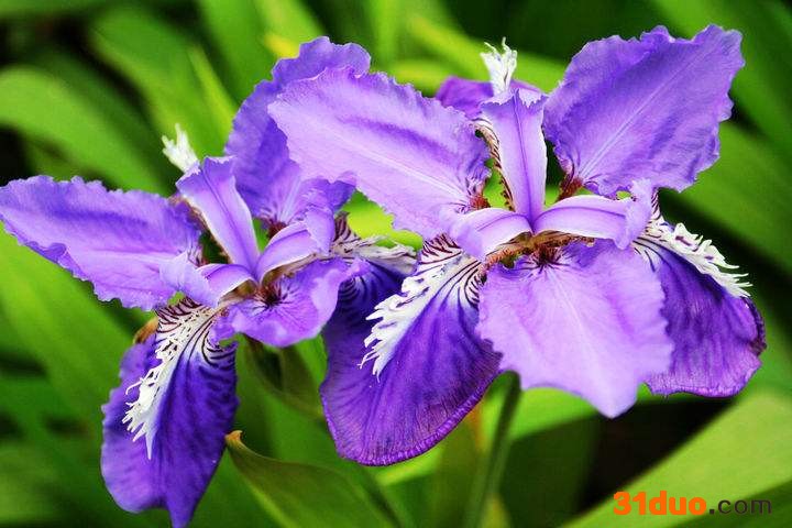 鸢尾 宿根花卉鸢尾 小区美化花卉 公园造景花卉 园林绿化花卉