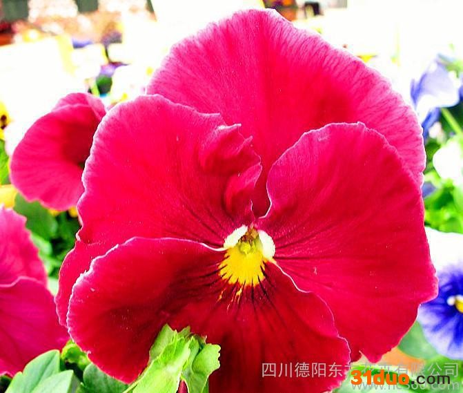 直销 三色堇 玫红 陶瓷盆栽花种 蝴蝶花盆栽观赏花卉