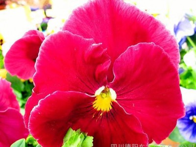 直销 三色堇 玫红 陶瓷盆栽花种 蝴蝶花盆栽观赏花卉