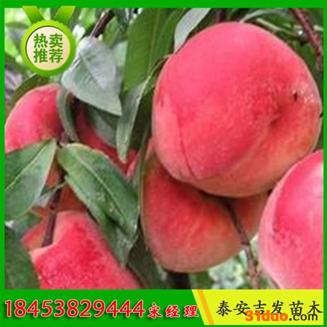 供应**桃树苗 高产量桃树苗价格 映霜红桃树苗 桃树苗价格 - 吉发苗木中心
