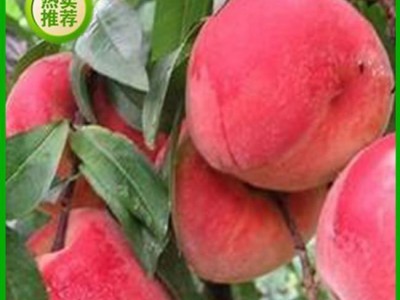 供应**桃树苗 高产量桃树苗价格 映霜红桃树苗 桃树苗价格 - 吉发苗木中心