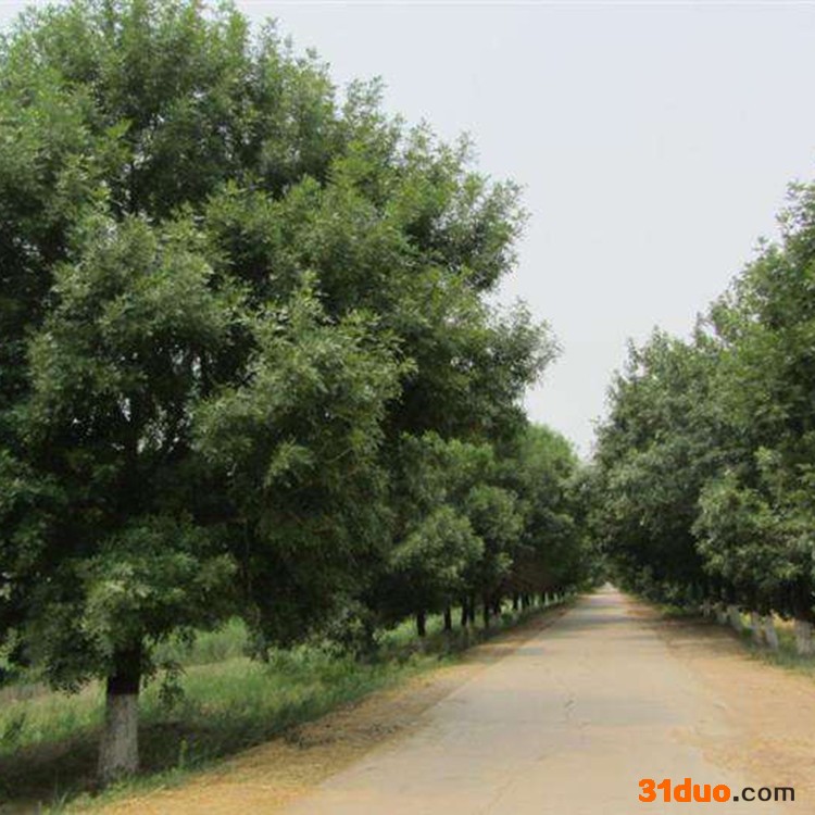速生白蜡树苗  白蜡苗出售 23公分造型白蜡价格