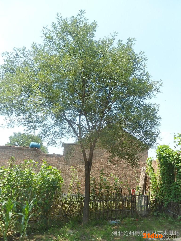 供应沧州国槐15公分国槐树苗行道树