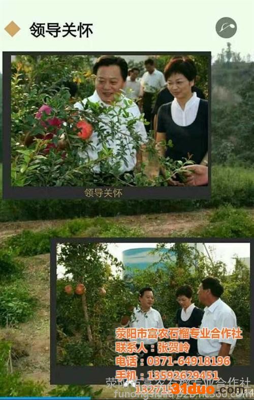 河阴石榴,富农石榴(图),求购河阴石榴树苗