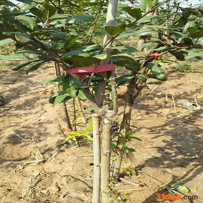 厂家正宗 河阴突尼斯嫁接 耐冬 耐寒 软籽石榴树苗 1-5年苗cctv农业推广